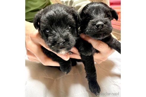 成約済の奈良県のミックス犬-301886の30枚目