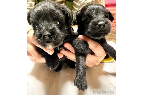 成約済の奈良県のミックス犬-301886の29枚目