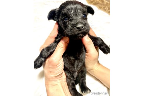 成約済の奈良県のミックス犬-301886の28枚目