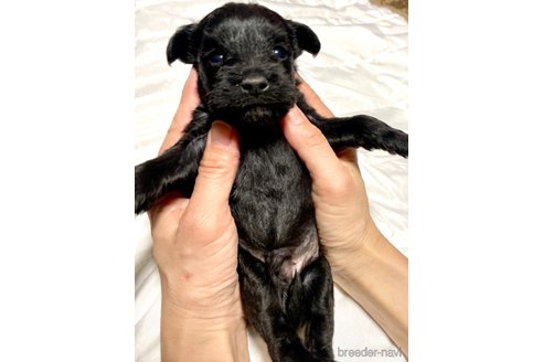 成約済の奈良県のミックス犬-301886の27枚目