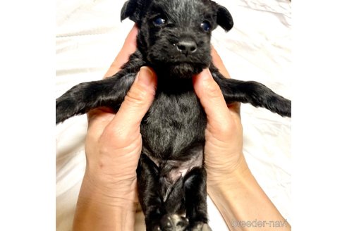 成約済の奈良県のミックス犬-301886の26枚目