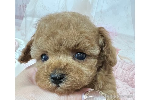 成約済の岡山県のティーカッププードル-301894の9枚目