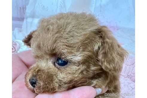 成約済の岡山県のティーカッププードル-301894の10枚目