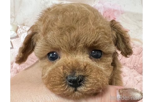 成約済の岡山県のティーカッププードル-301894の11枚目
