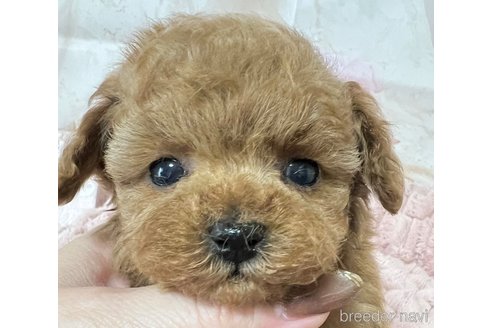 成約済の岡山県のティーカッププードル-301894の12枚目