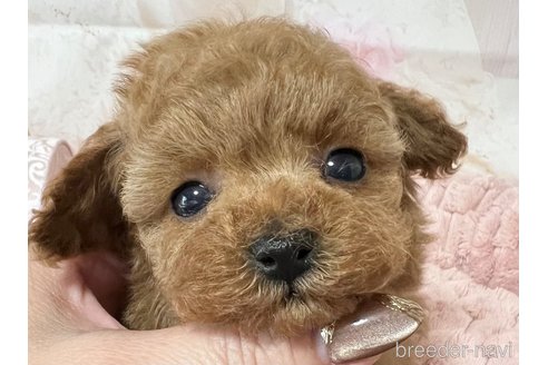 成約済の岡山県のティーカッププードル-301894の13枚目
