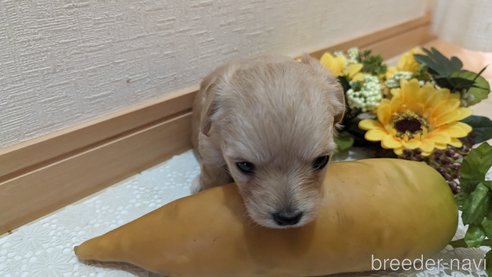 成約済の広島県のチワプー:チワワ×トイプードル-300322の56枚目