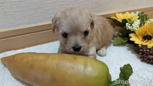 成約済の広島県のチワプー:チワワ×トイプードル-300322の53枚目