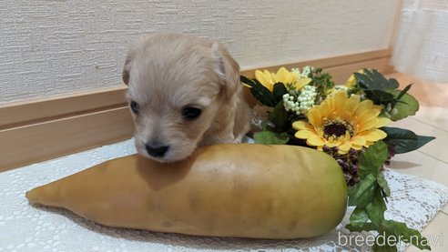 成約済の広島県のチワプー:チワワ×トイプードル-300322の52枚目