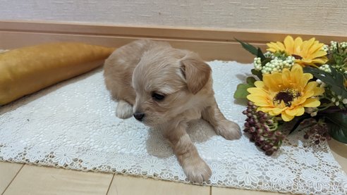 成約済の広島県のチワプー:チワワ×トイプードル-300322の46枚目