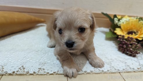 成約済の広島県のチワプー:チワワ×トイプードル-300322の47枚目
