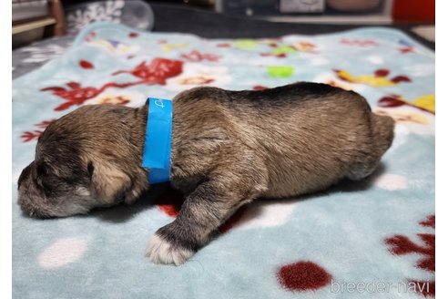 成約済の岡山県のミニチュアシュナウザー-301914の26枚目