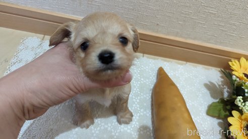 成約済の広島県のチワプー:チワワ×トイプードル-300322の43枚目
