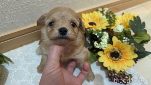 成約済の広島県のチワプー:チワワ×トイプードル-300327の15枚目