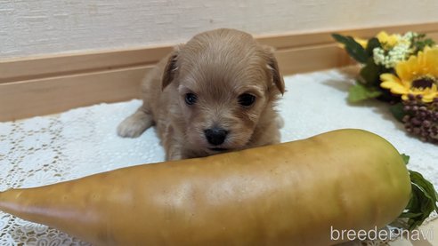 成約済の広島県のチワプー:チワワ×トイプードル-300327の3枚目