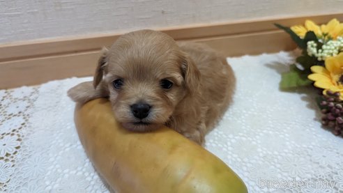 成約済の広島県のチワプー:チワワ×トイプードル-300327の2枚目