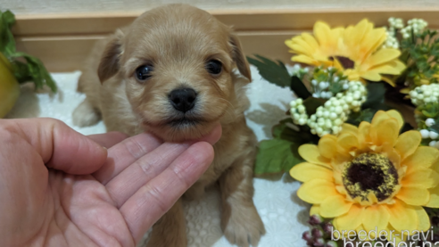 成約済の広島県のチワプー:チワワ×トイプードル-300327の1枚目