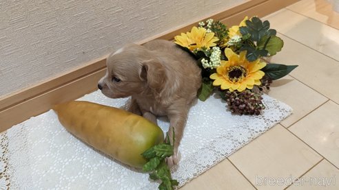 成約済の広島県のチワプー:チワワ×トイプードル-300328の77枚目