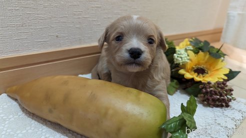 成約済の広島県のチワプー:チワワ×トイプードル-300328の71枚目