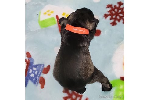 成約済の岡山県のミニチュアシュナウザー-301919の23枚目