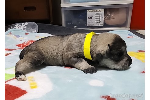 成約済の岡山県のミニチュアシュナウザー-301920の16枚目