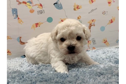 成約済の東京都のマルプー:マルチーズ×トイプードル-299479の15枚目