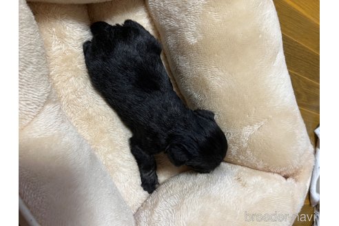 成約済の福岡県のミニチュアシュナウザー-301926の3枚目