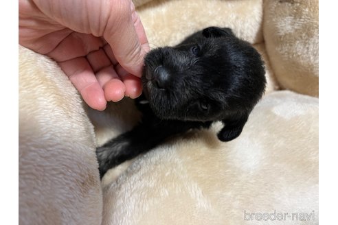 成約済の福岡県のミニチュアシュナウザー-301926の4枚目