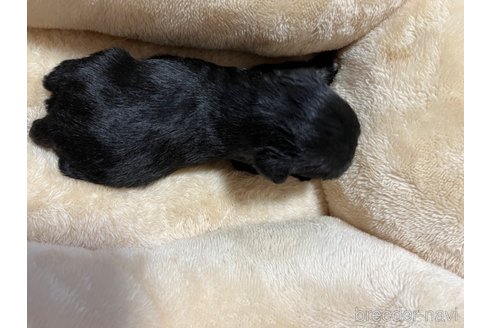 成約済の福岡県のミニチュアシュナウザー-301926の2枚目