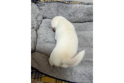 成約済の千葉県のチワワ(スムースコート)-297354の71枚目