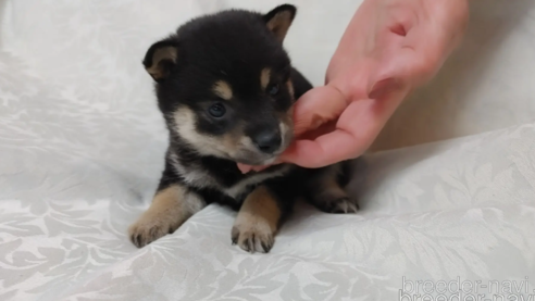 成約済の愛知県の豆柴-299823の4枚目