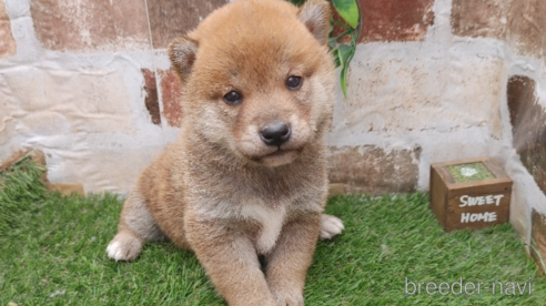 販売中の鹿児島県の柴犬-301965