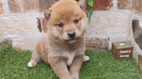 成約済の鹿児島県の柴犬-301965の1枚目