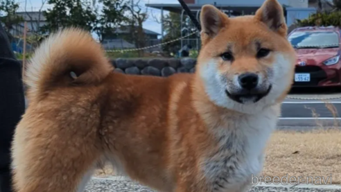 成約済の岐阜県の柴犬-298947