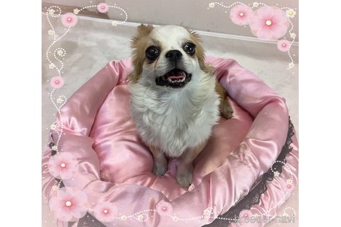 成約済の東京都のチワワ(ロングコート)-267271の5枚目