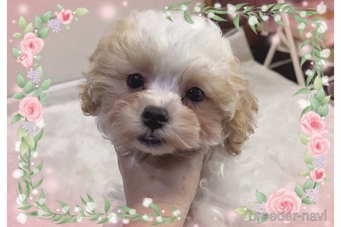 成約済の東京都のマルプー:マルチーズ×トイプードル-294857の4枚目