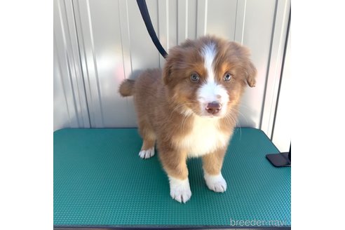 成約済の山梨県のオーストラリアンシェパード-291552の11枚目