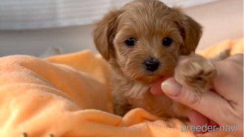 成約済の福岡県のマルプー:マルチーズ×トイプードル-300097の1枚目