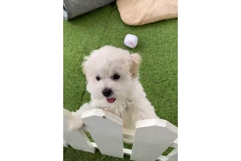 成約済の福岡県のマルプー:マルチーズ×トイプードル-294069の2枚目