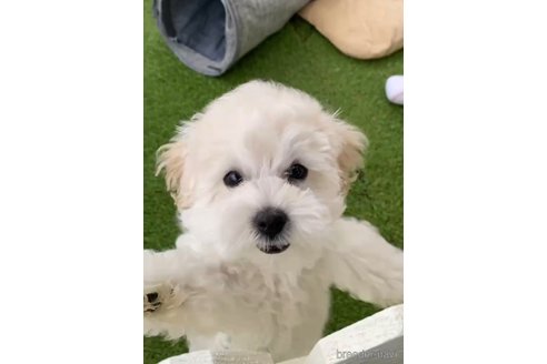 成約済の福岡県のマルプー:マルチーズ×トイプードル-294069の3枚目