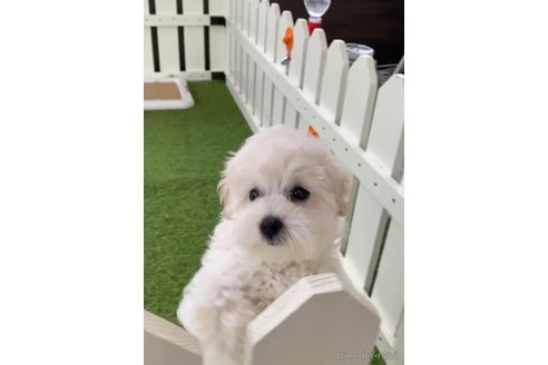 成約済の福岡県のマルプー:マルチーズ×トイプードル-294069の4枚目