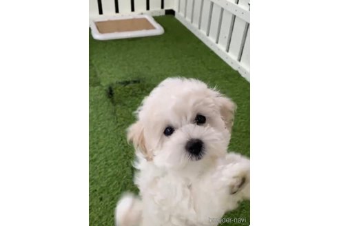 成約済の福岡県のマルプー:マルチーズ×トイプードル-294069の5枚目