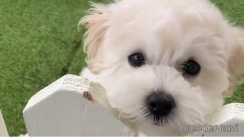 成約済の福岡県のマルプー:マルチーズ×トイプードル-294069の1枚目