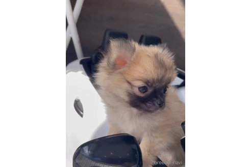 成約済の福岡県のポメチワ:ポメラニアン×チワワ-292999の10枚目