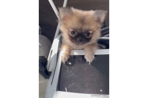 成約済の福岡県のポメチワ:ポメラニアン×チワワ-292999の11枚目