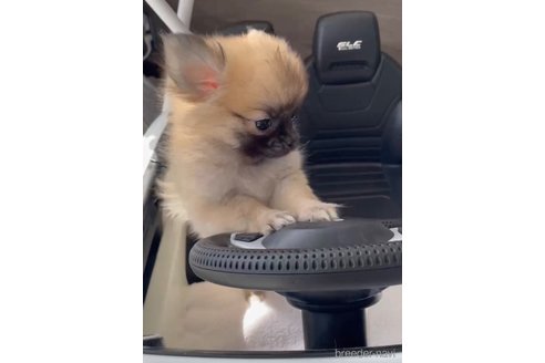 成約済の福岡県のポメチワ:ポメラニアン×チワワ-292999の9枚目