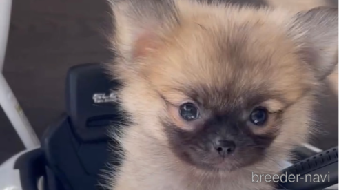 成約済の福岡県のポメチワ:ポメラニアン×チワワ-292999の8枚目