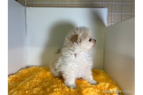 成約済の福岡県のポメラニアン-302111の2枚目