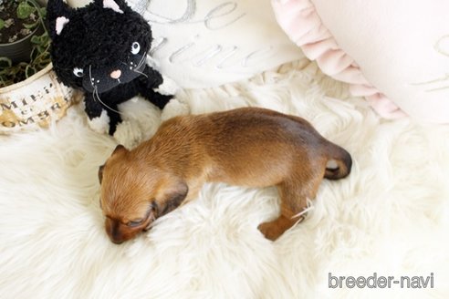 成約済の佐賀県のミニチュアダックスフンド(ワイヤーヘアード)-302117の2枚目