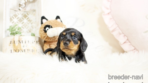 成約済の佐賀県のミニチュアダックスフンド(スムースヘアード)-302119